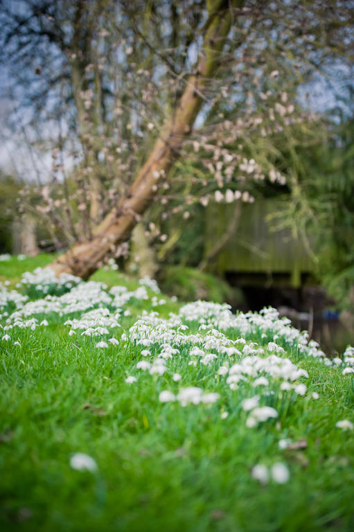 Walford Court Bed and Breakfast Leintwardine Buitenkant foto